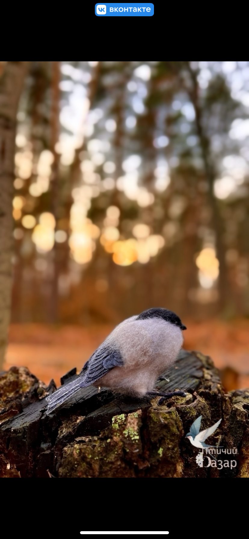 Птица московка