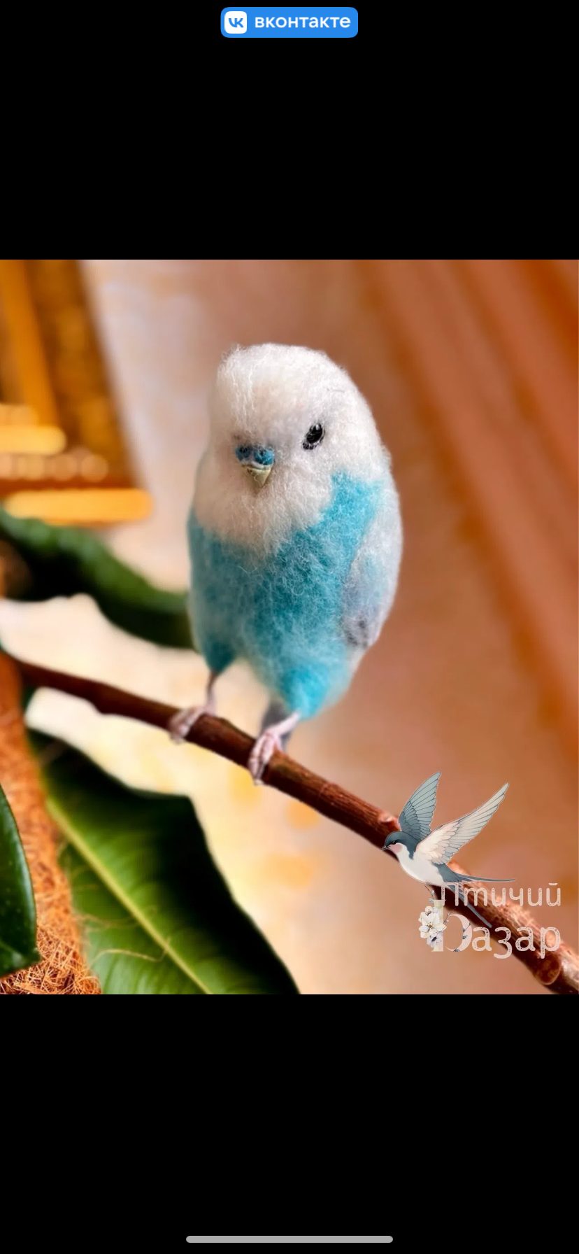 Птицы волнистые попугаи