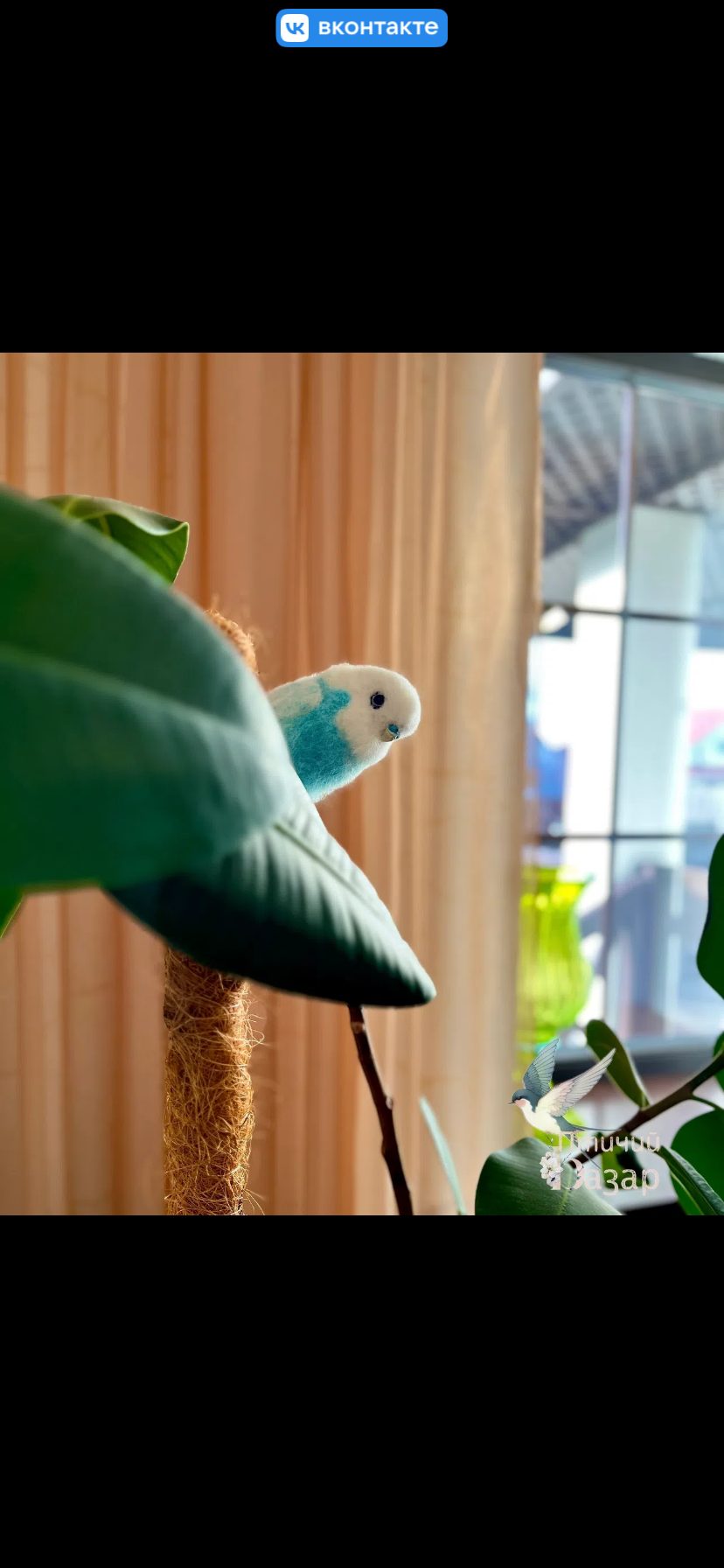 Птицы волнистые попугаи