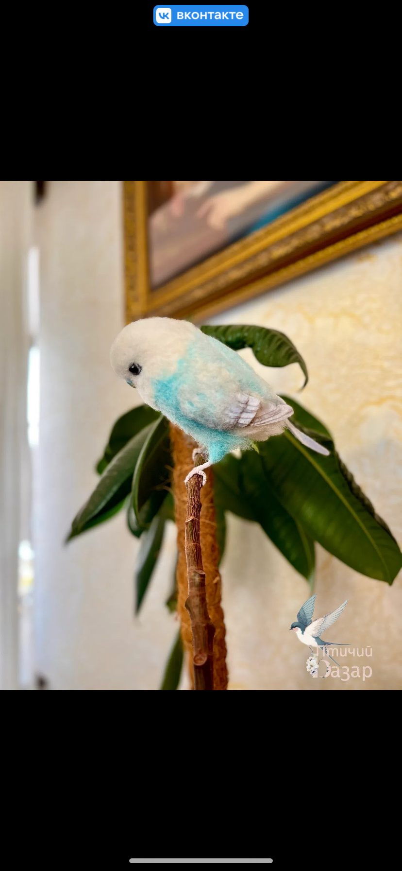 Птицы волнистые попугаи