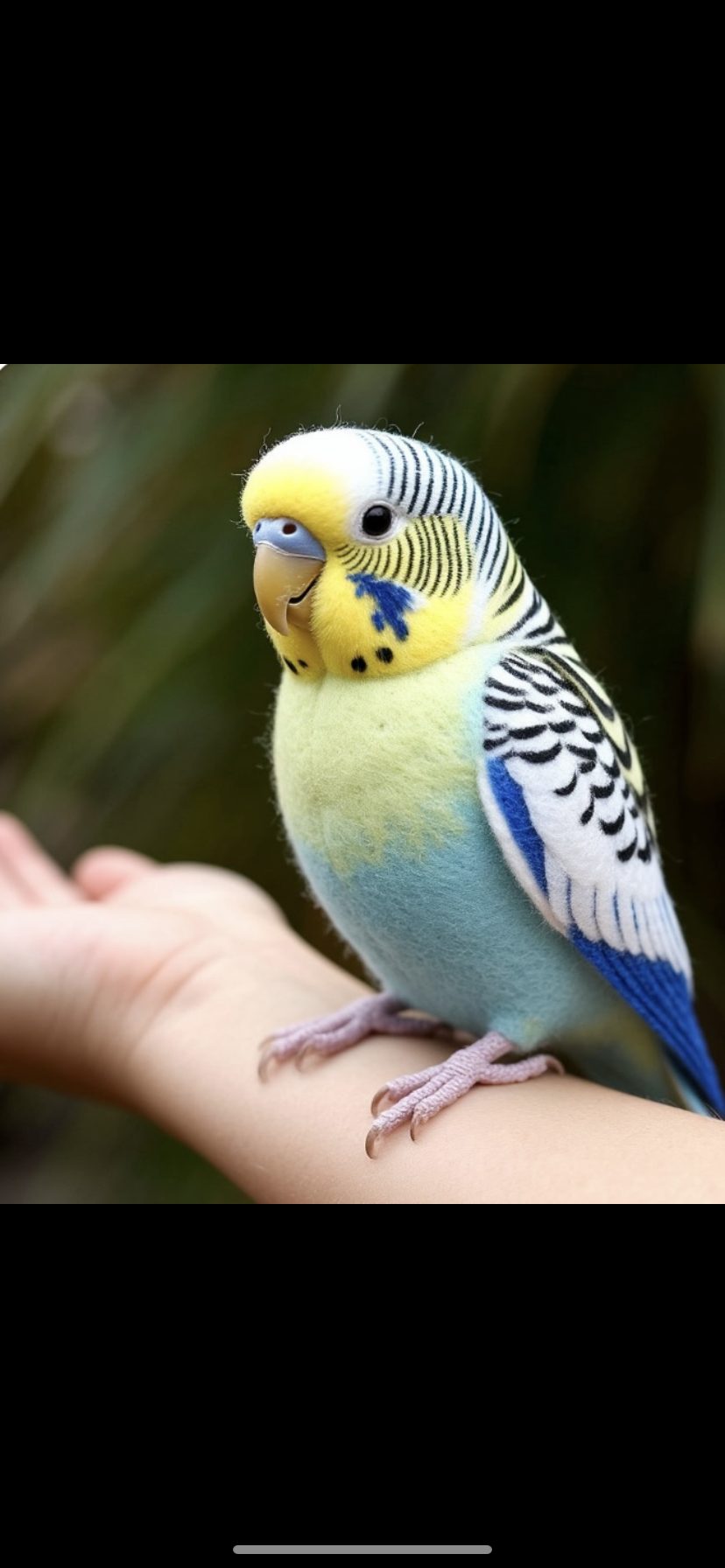 Птицы волнистые попугаи