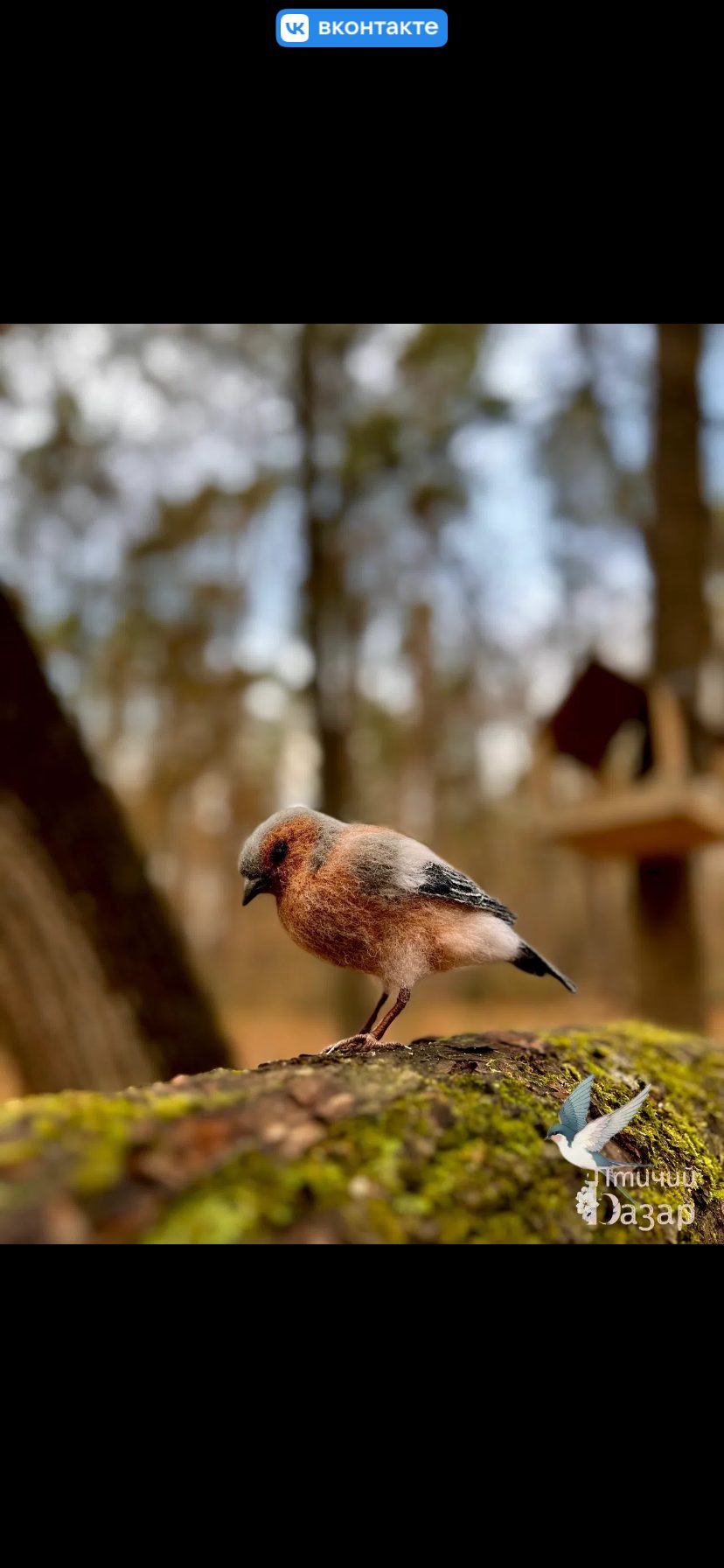 Птица зяблик