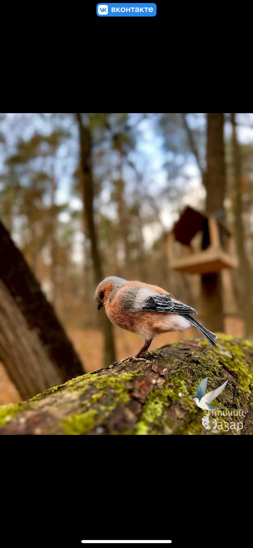 Птица зяблик