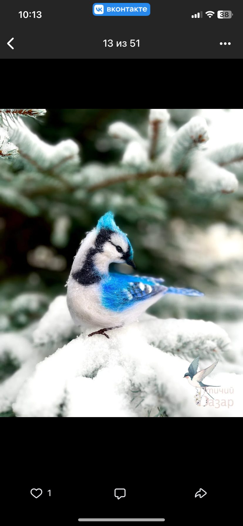 Птица голубая сойка