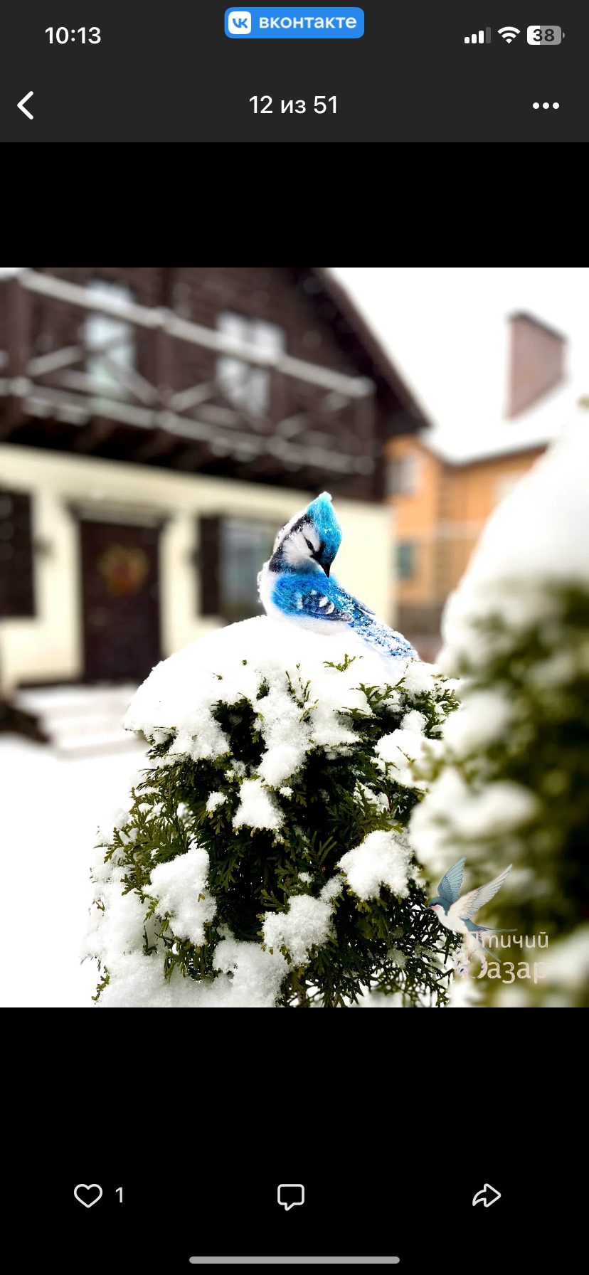 Птица голубая сойка