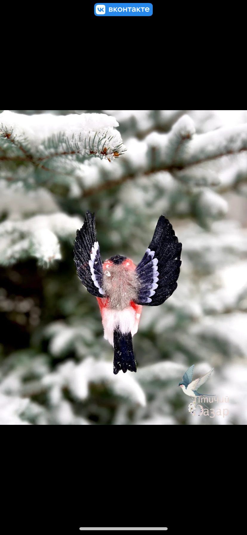 Птица Снигирь