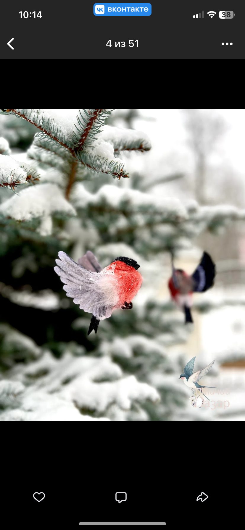 Птица снигирь