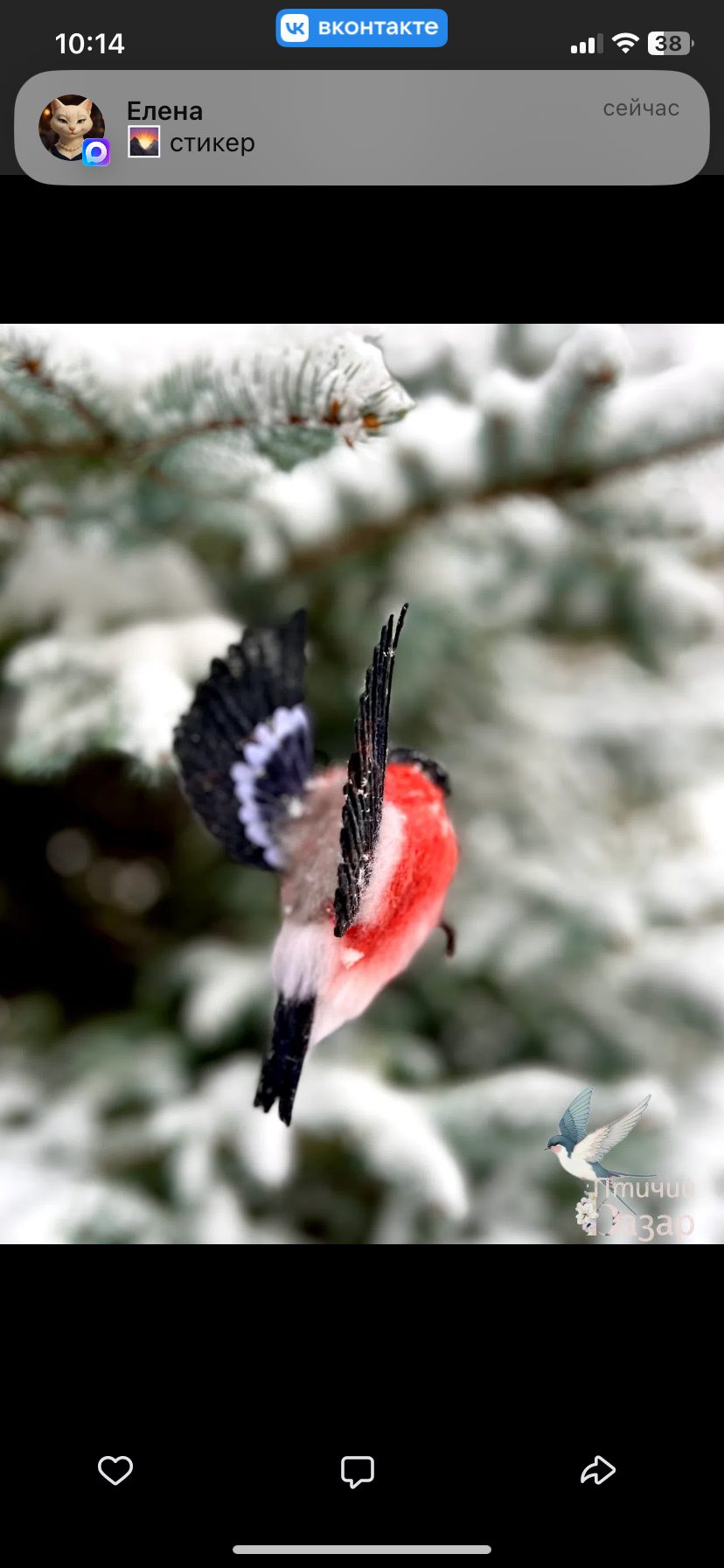 Птица снигирь