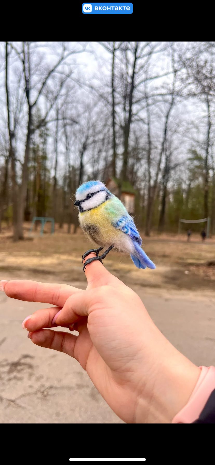 Птица синица лазоревка