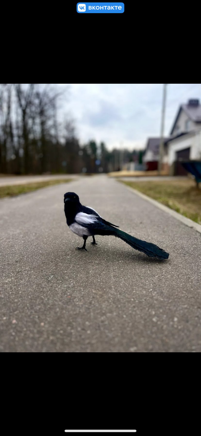 Птица сорока