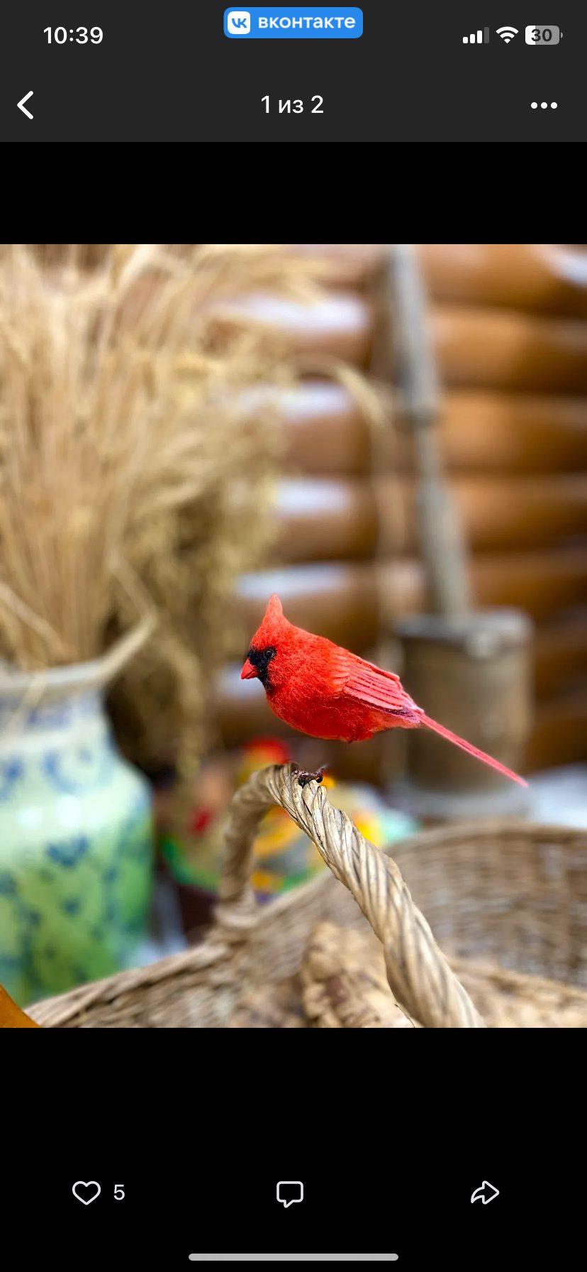 Птица красный кардинал