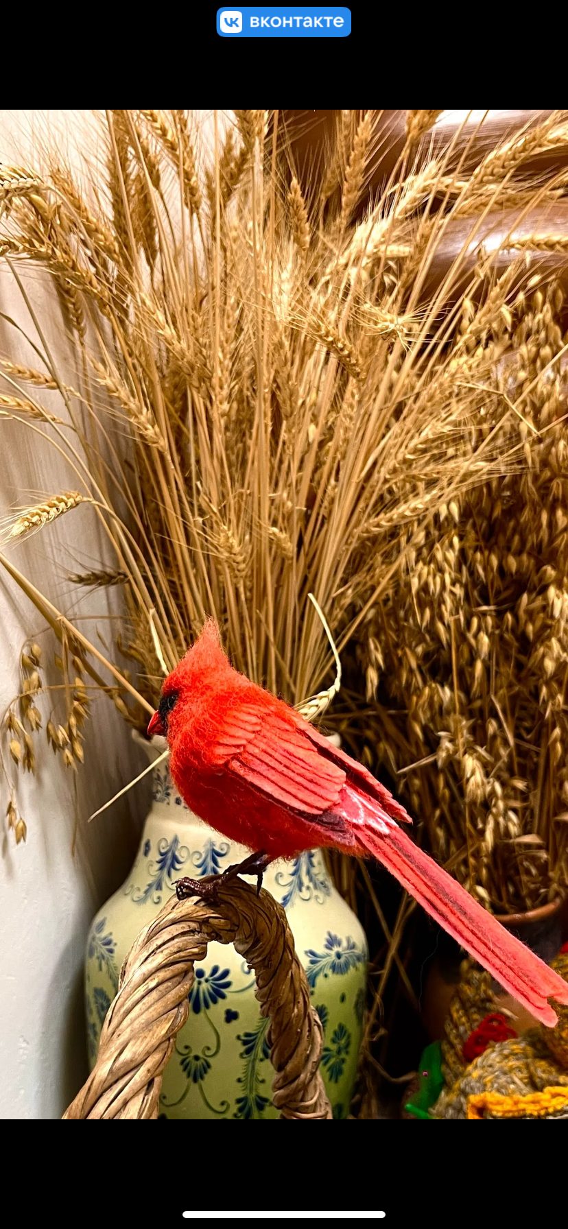 Птица красный кардинал