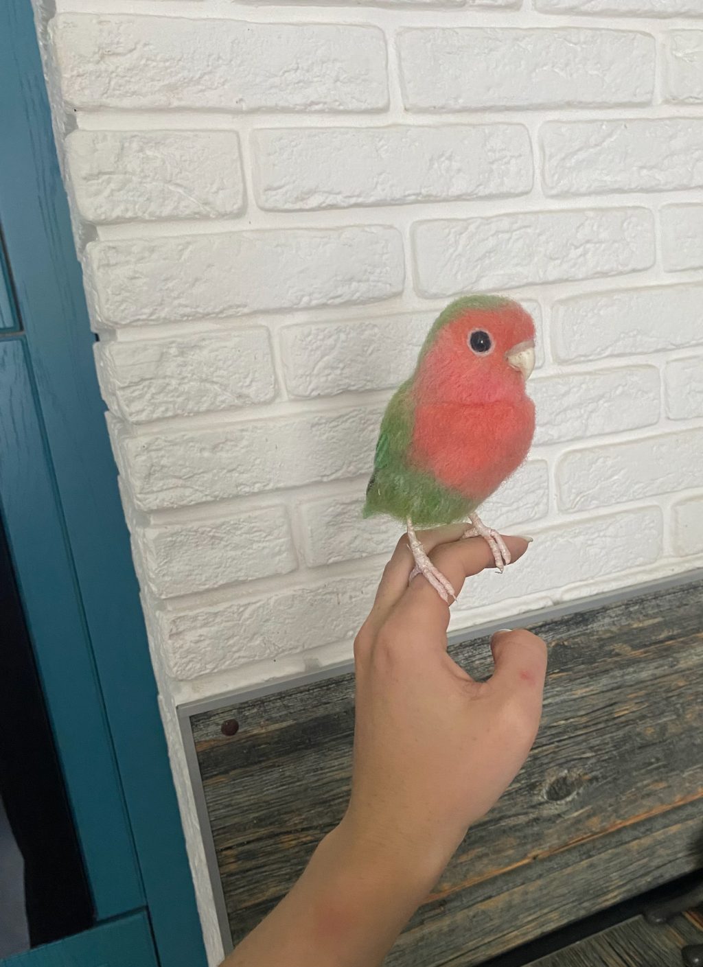 Птица попугай неразлучник