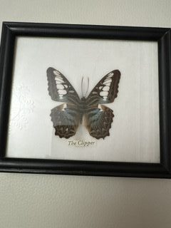 постер бабочки