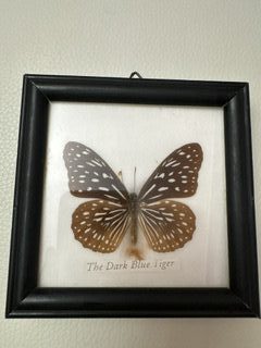 постер бабочки