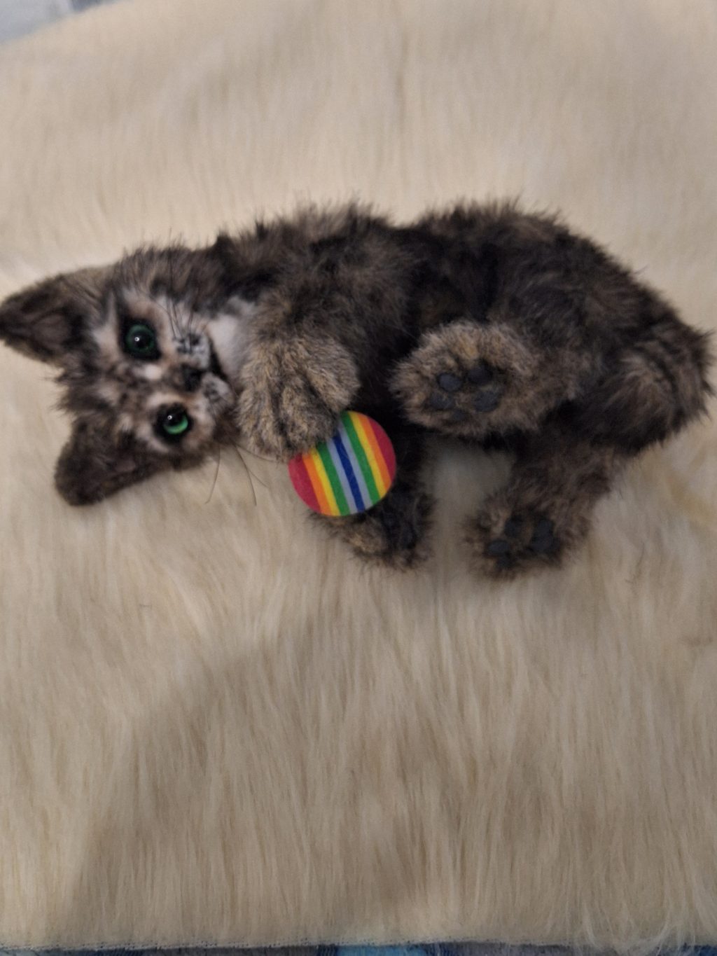 Кот Компот